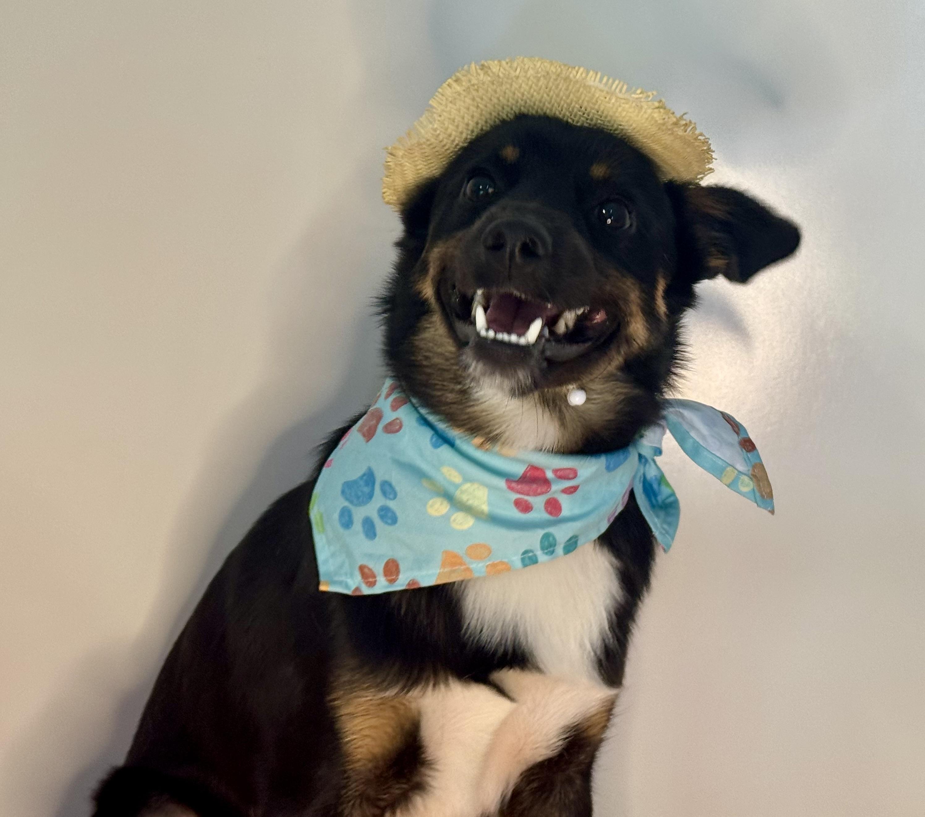 Gulliver, a ADOPTABLE mixed breed in Richmond, VA image 3/6