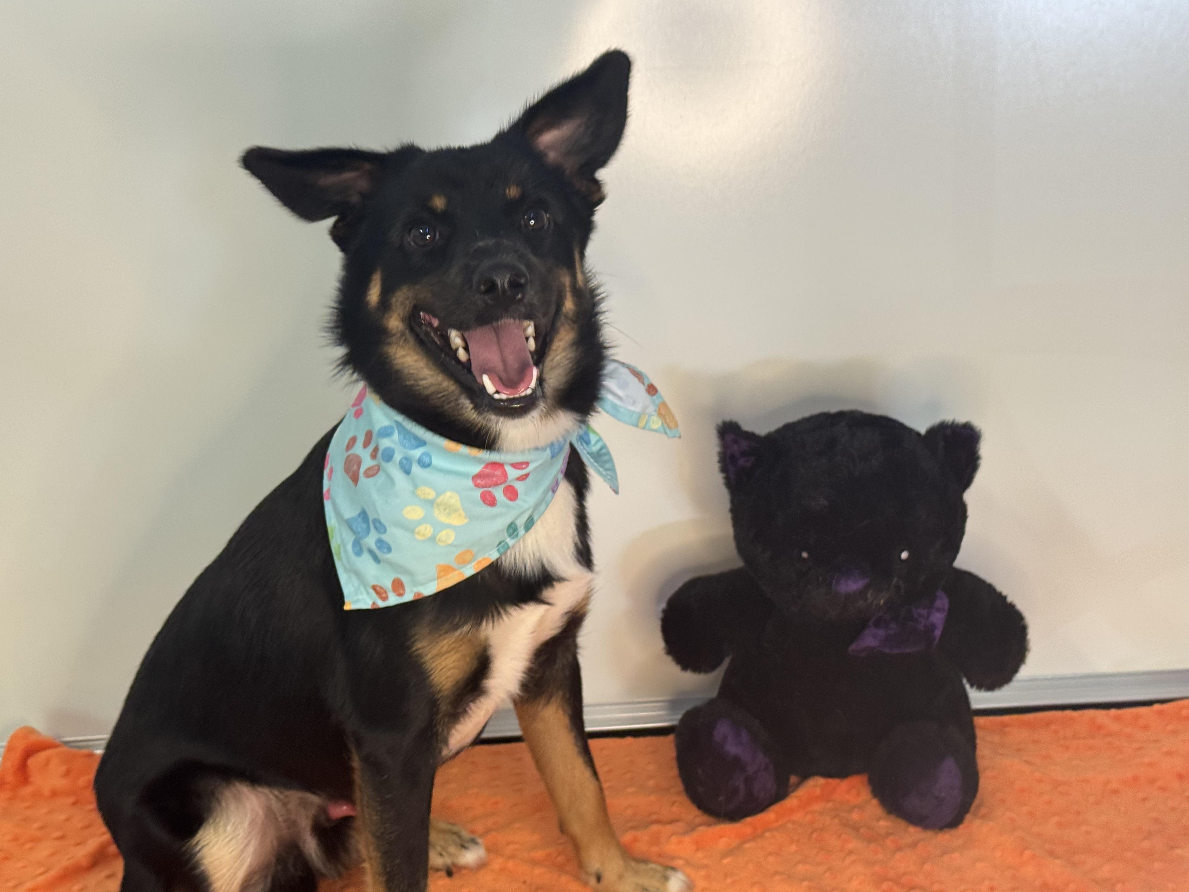 Gulliver, a ADOPTABLE mixed breed in Richmond, VA image 5/6