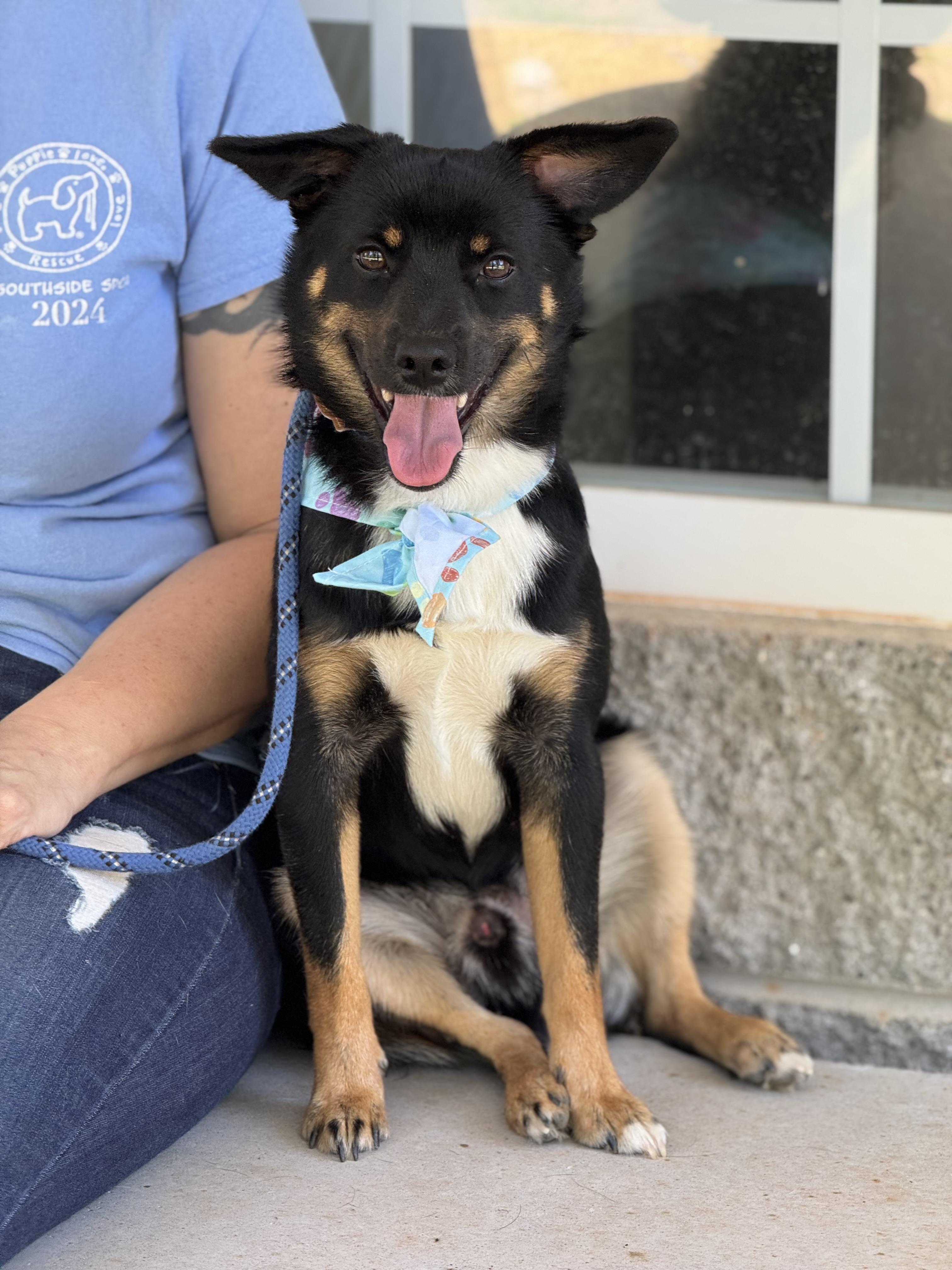 Gulliver, a ADOPTABLE mixed breed in Richmond, VA image 1/6