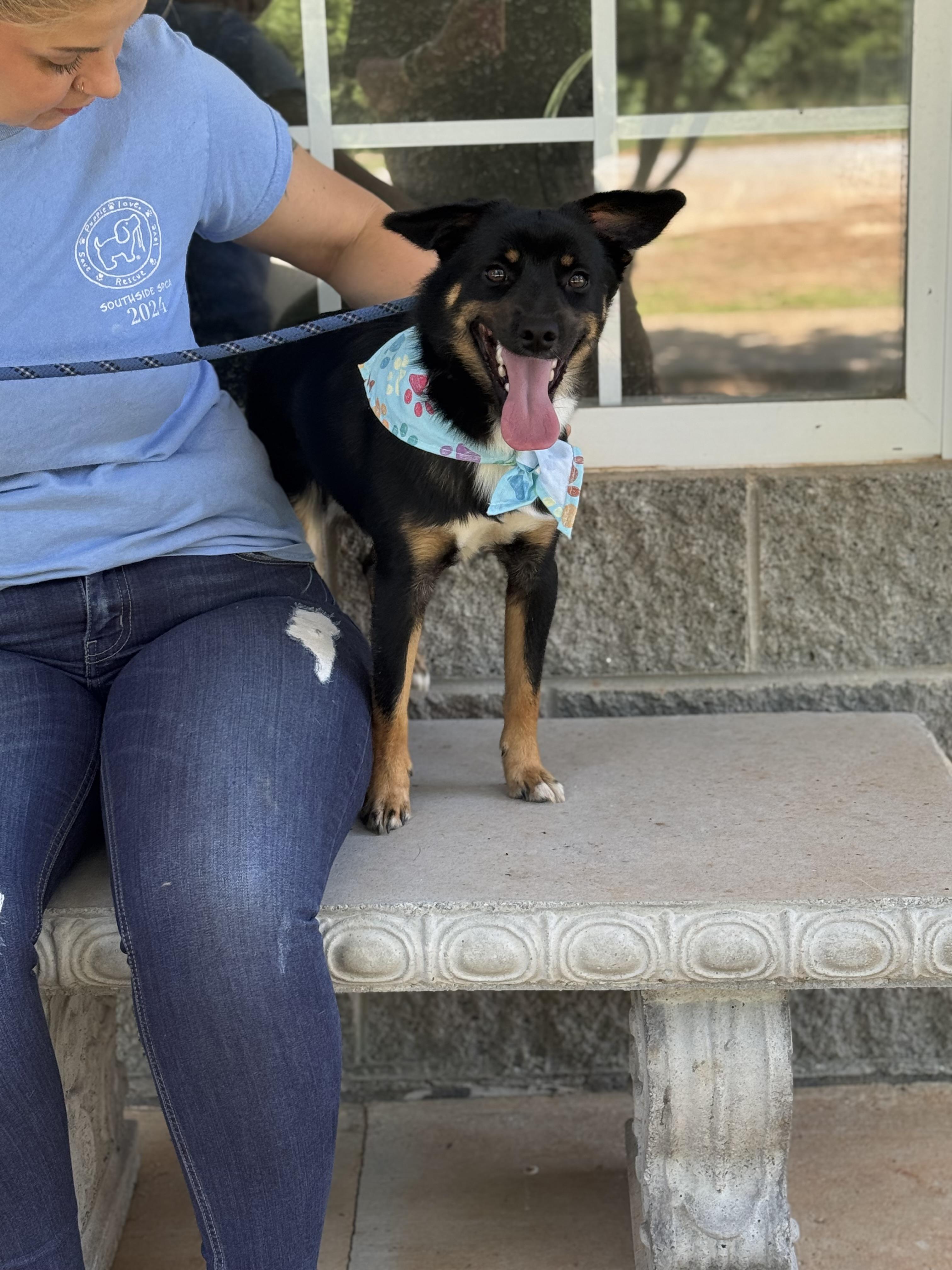 Gulliver, a ADOPTABLE mixed breed in Richmond, VA image 6/6