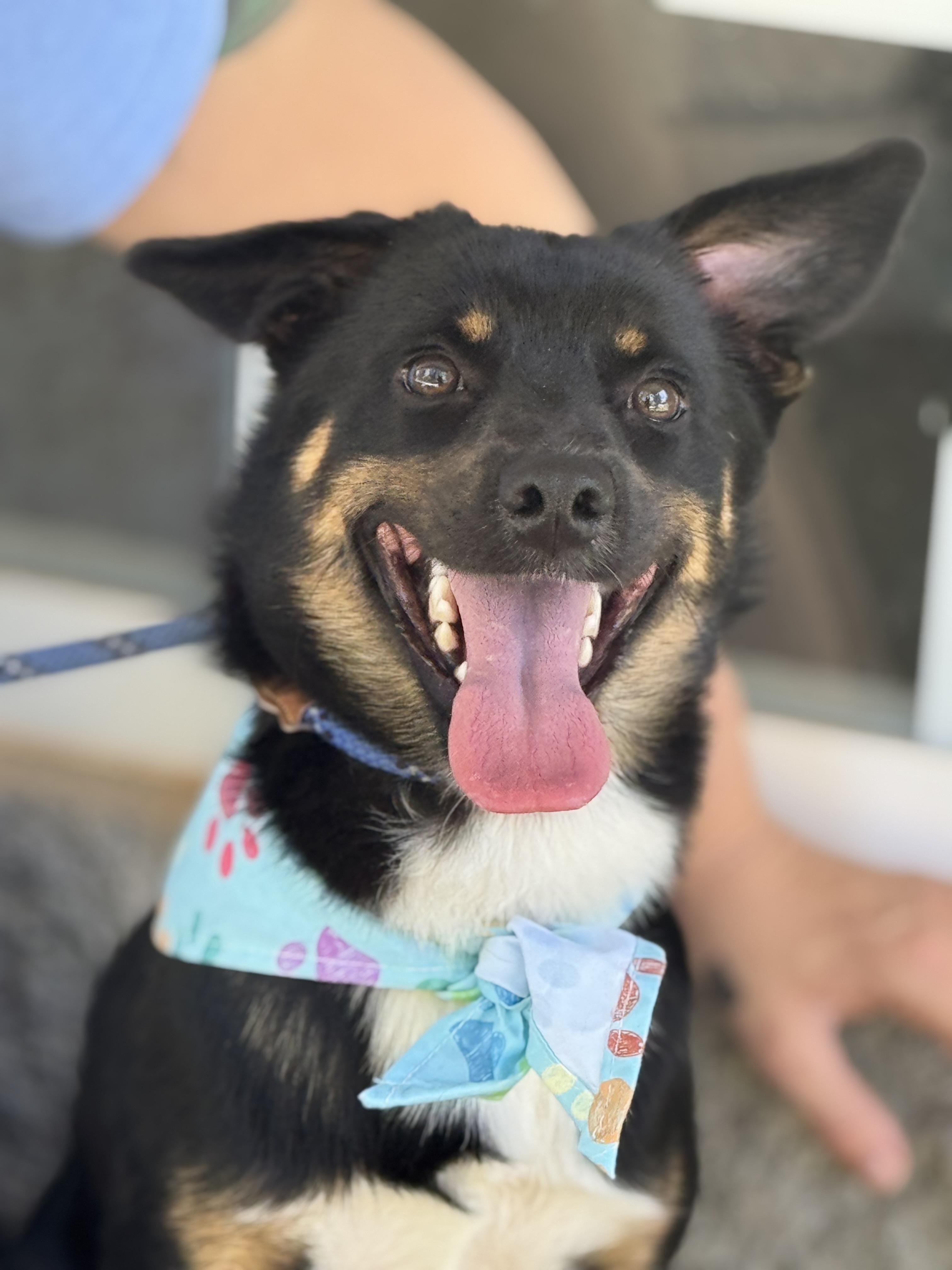 Gulliver, a ADOPTABLE mixed breed in Richmond, VA image 4/6