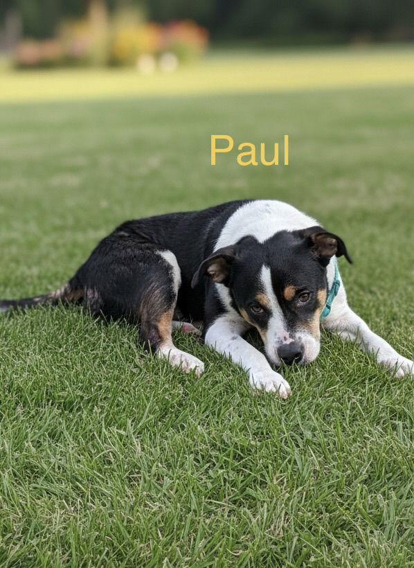 Paul, Adoptable, Senior Male Beagle & Boxer.