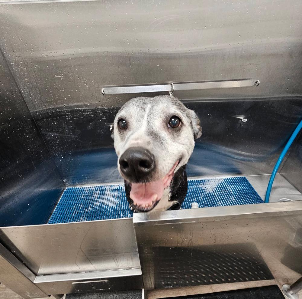 Winnie, Adoptable, Senior Female Mixed Breed.