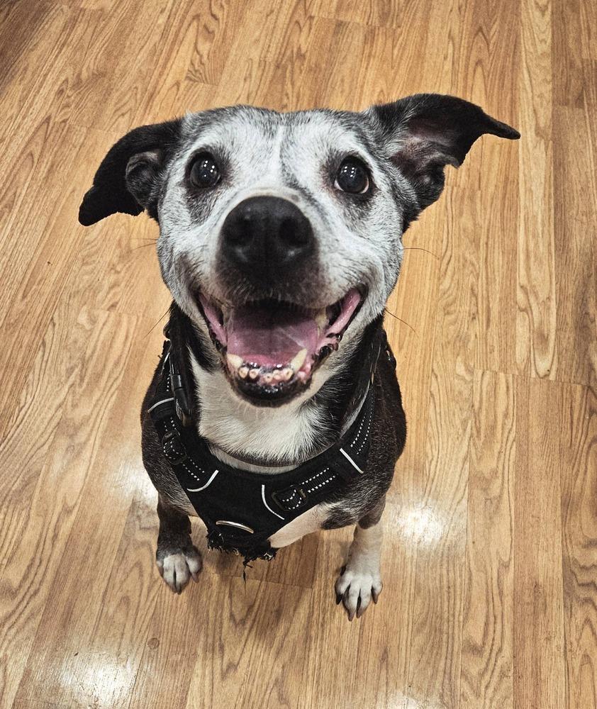 Enlarge Winnie, a Adoptable mixed breed in Columbus, OH image 2/6