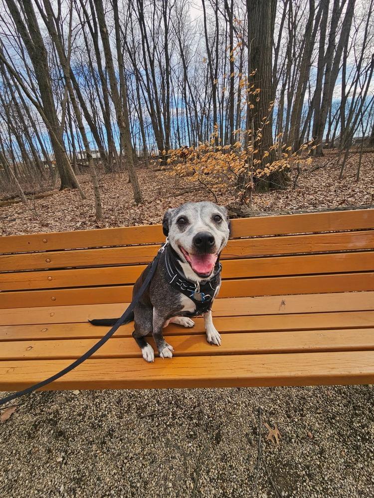 Enlarge Winnie, a Adoptable mixed breed in Columbus, OH image 2/4