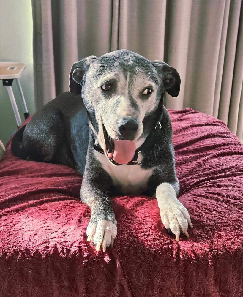 Enlarge Winnie, a Adoptable mixed breed in Columbus, OH image 3/4