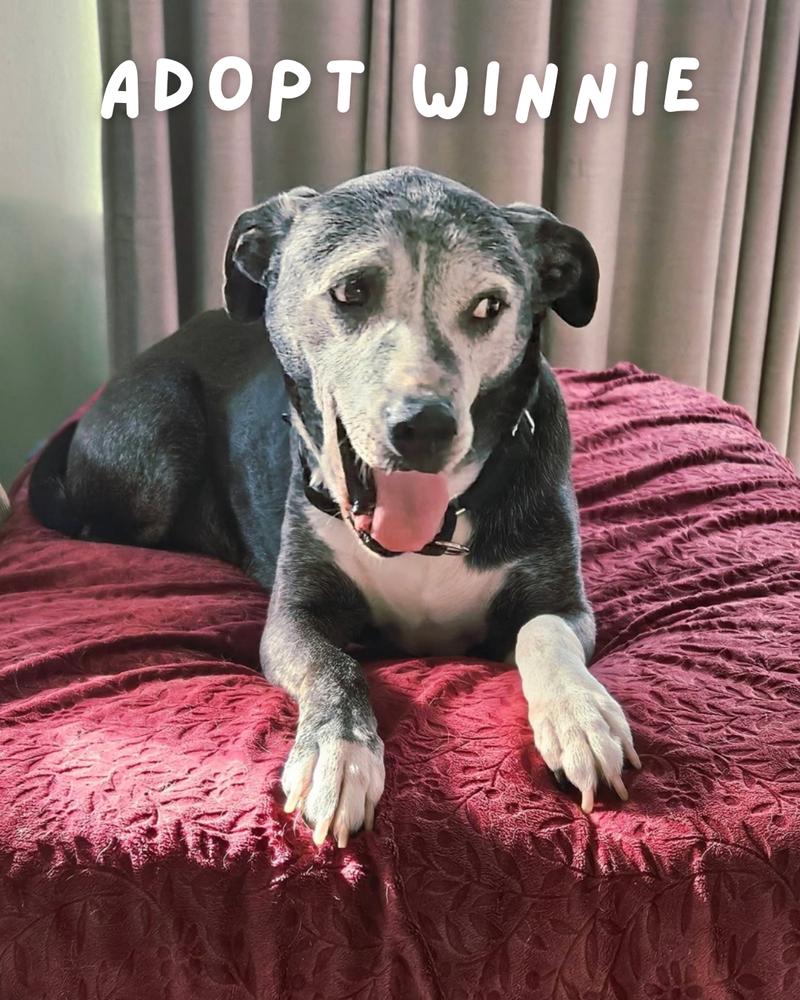 Enlarge Winnie, a Adoptable mixed breed in Columbus, OH image 4/4