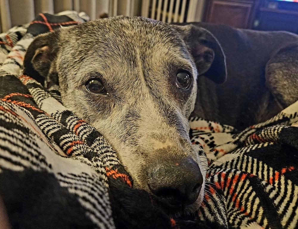 Enlarge Winnie, a Adoptable mixed breed in Columbus, OH image 6/6