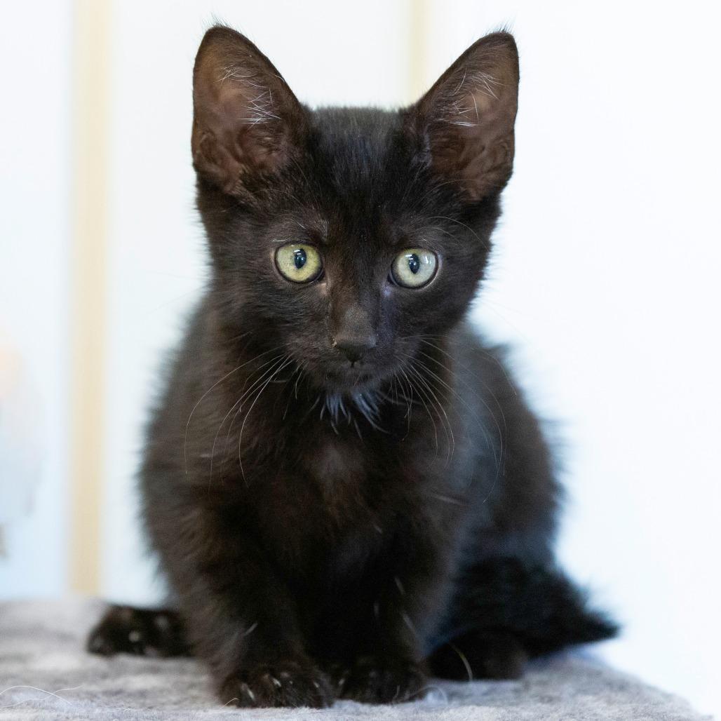 Bella, Adoptable, Young Female Domestic Short Hair.