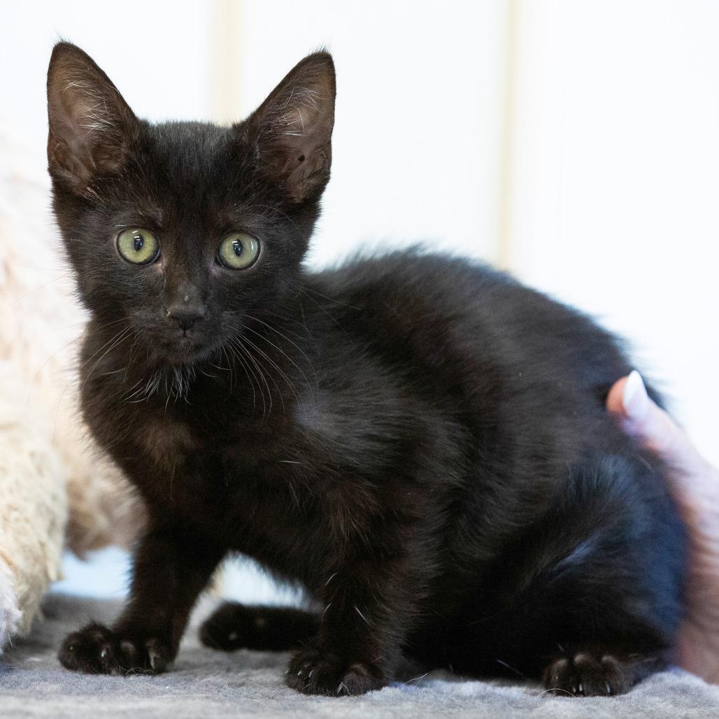 Enlarge Bella, a Adoptable Domestic Short Hair in Cartersville, GA image 2/3