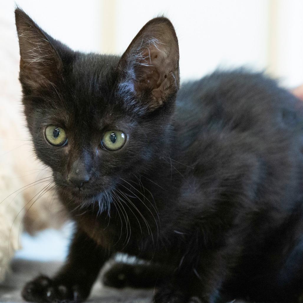 Enlarge Bella, a Adoptable Domestic Short Hair in Cartersville, GA image 3/3