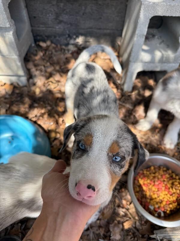 Rusty, Adopted, Puppy Male Australian Shepherd & Mixed Breed.