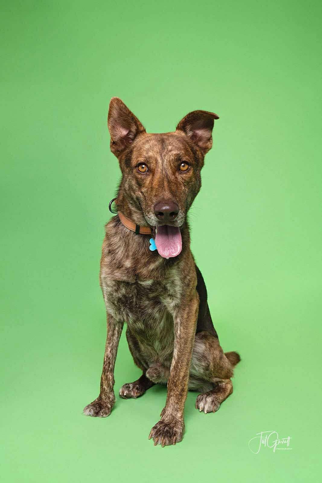 DUTCH, Adoptable, Adult Male Dutch Shepherd.