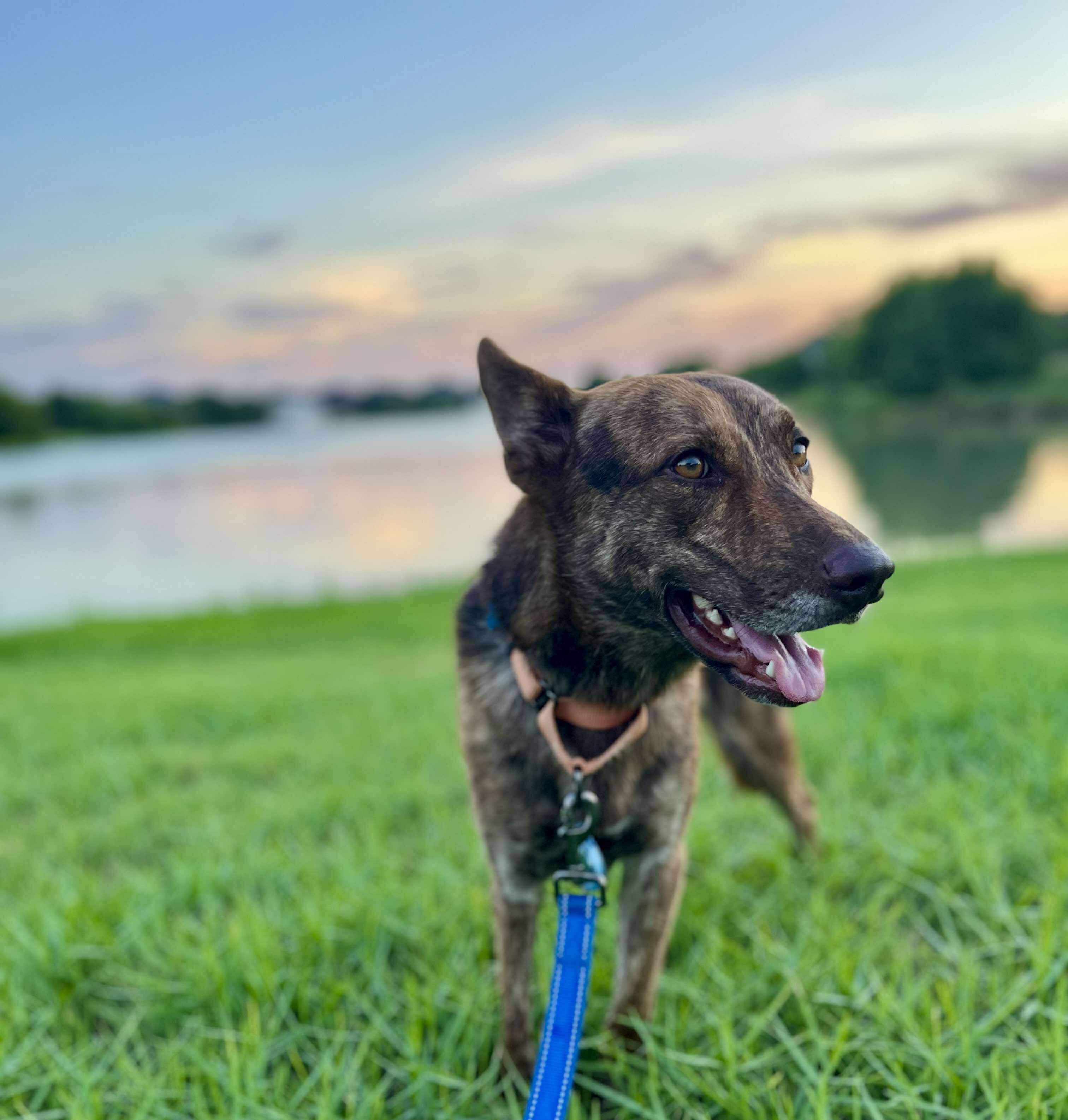 DUTCH, a Adoptable mixed breed in houston, TX image 2/6