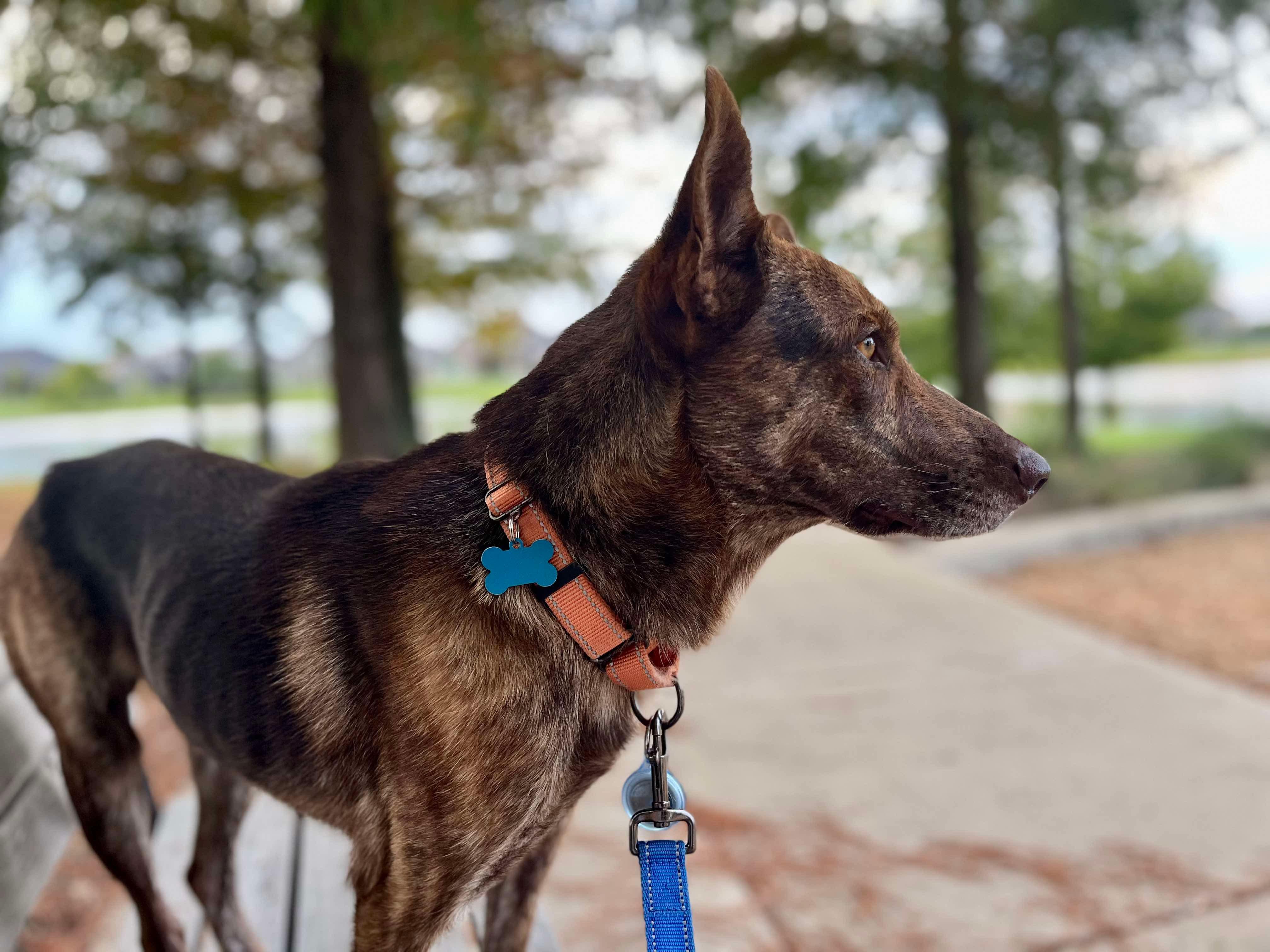 DUTCH, a Adoptable mixed breed in houston, TX image 3/6