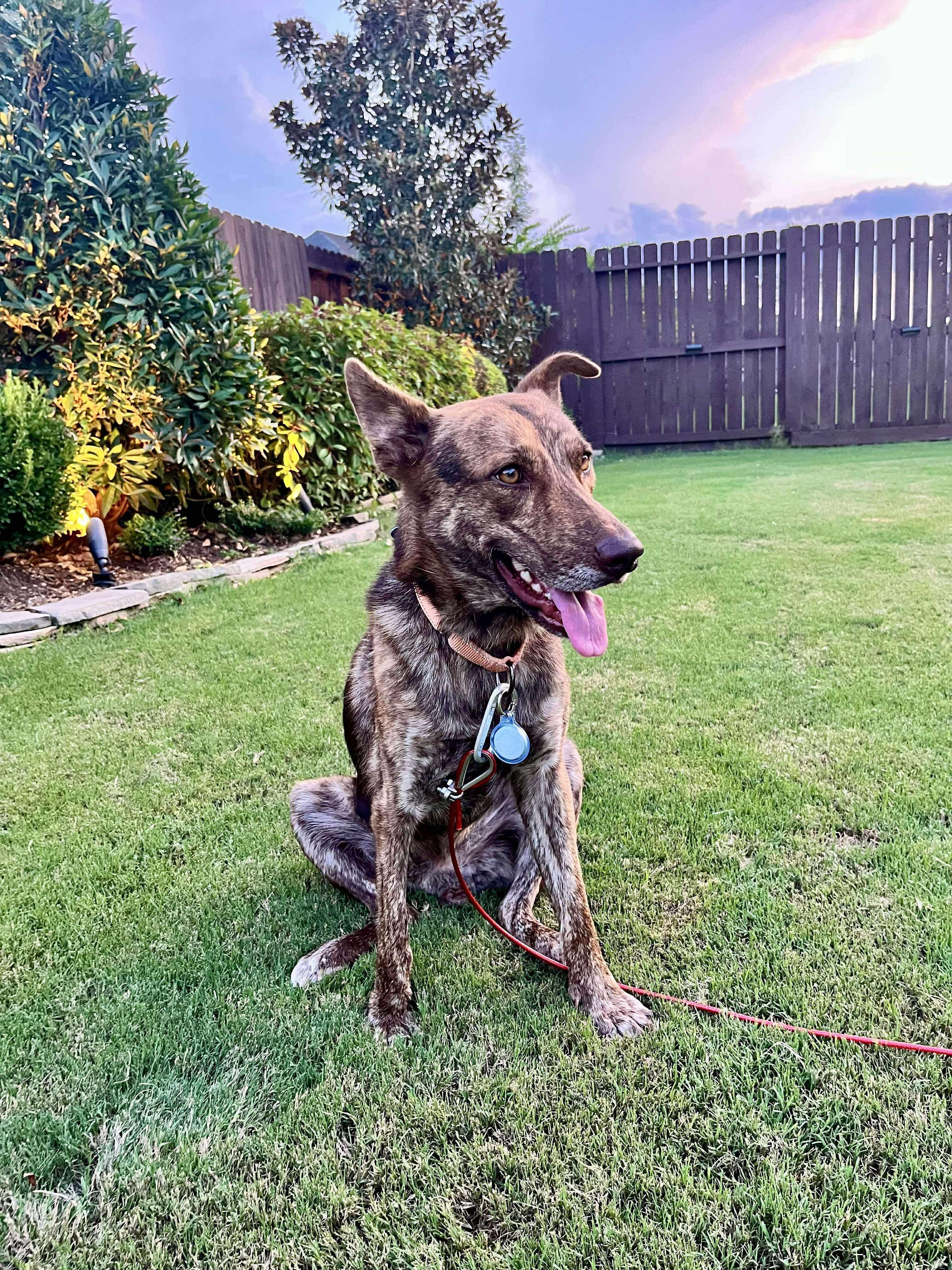 DUTCH, a Adoptable mixed breed in houston, TX image 4/6