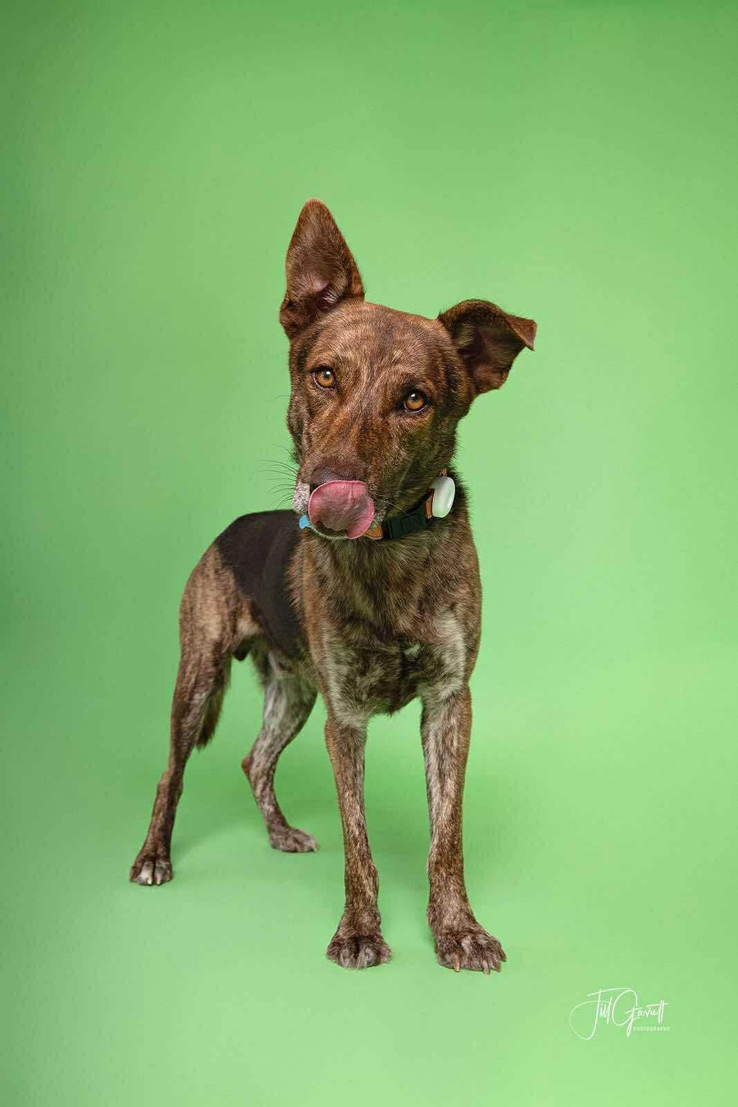 DUTCH, a Adoptable mixed breed in houston, TX image 5/6