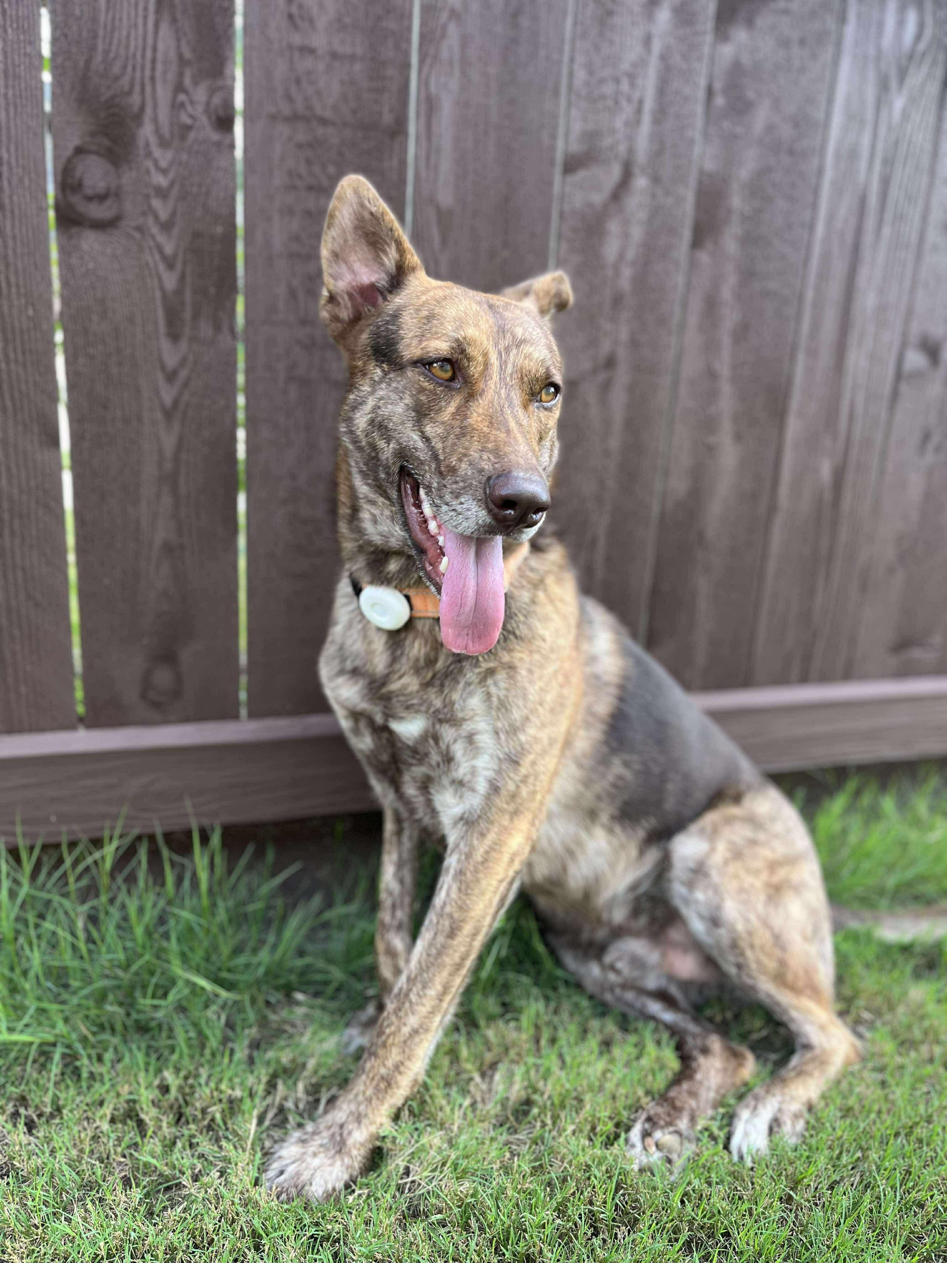 DUTCH, a Adoptable mixed breed in houston, TX image 6/6