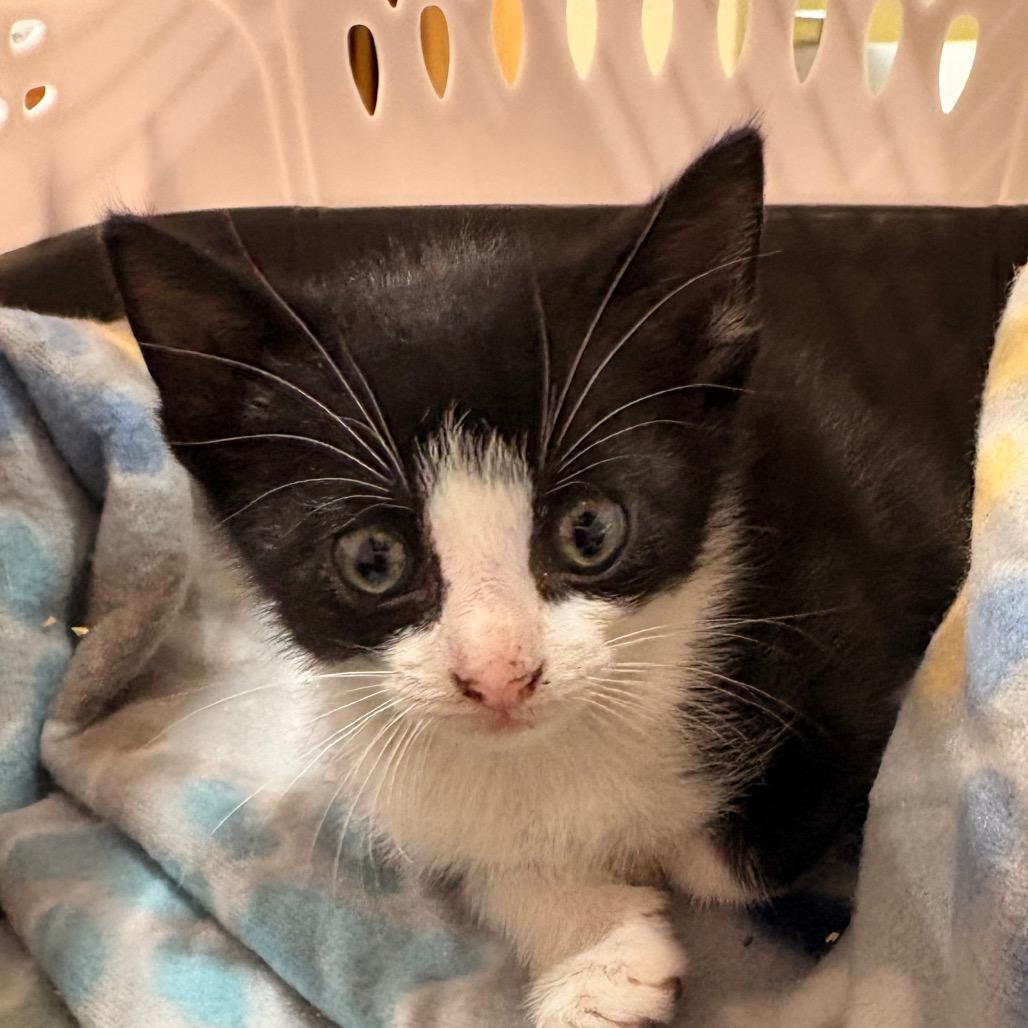 Reiko, Adoptable, Kitten Male Domestic Short Hair.