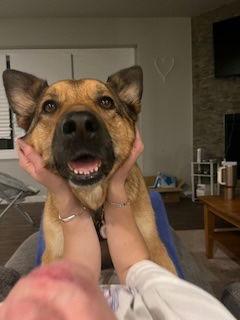 Koda, Adoptable, Adult Female German Shepherd Dog.