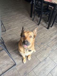 Koda, a Adoptable German Shepherd Dog in Fort Collins, CO image 2/3