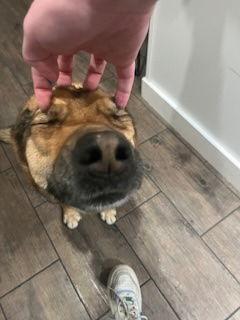 Koda, a Adoptable German Shepherd Dog in Fort Collins, CO image 3/3