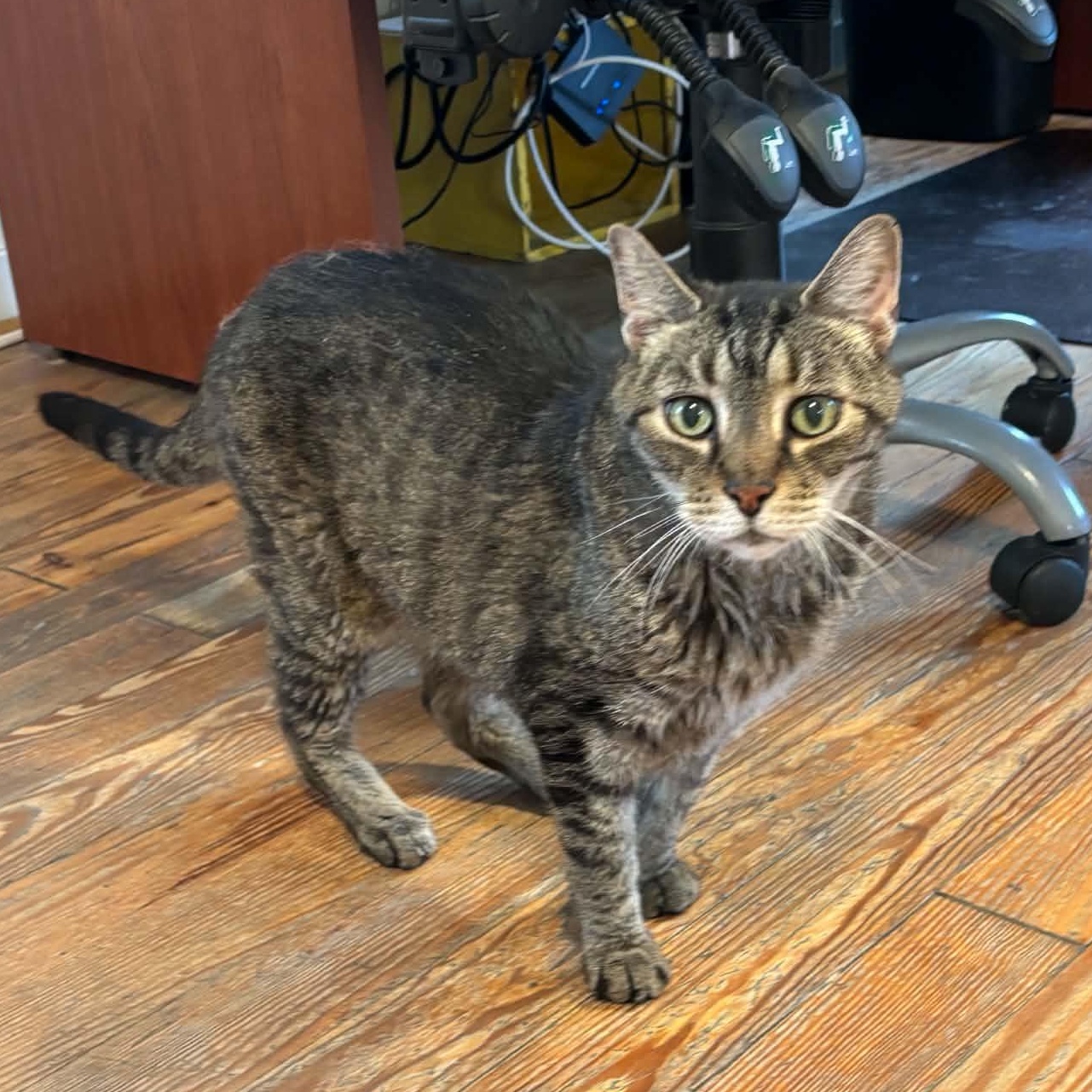 Enlarge Bowie, a Adoptable Domestic Short Hair in Queenstown, MD image 3/5