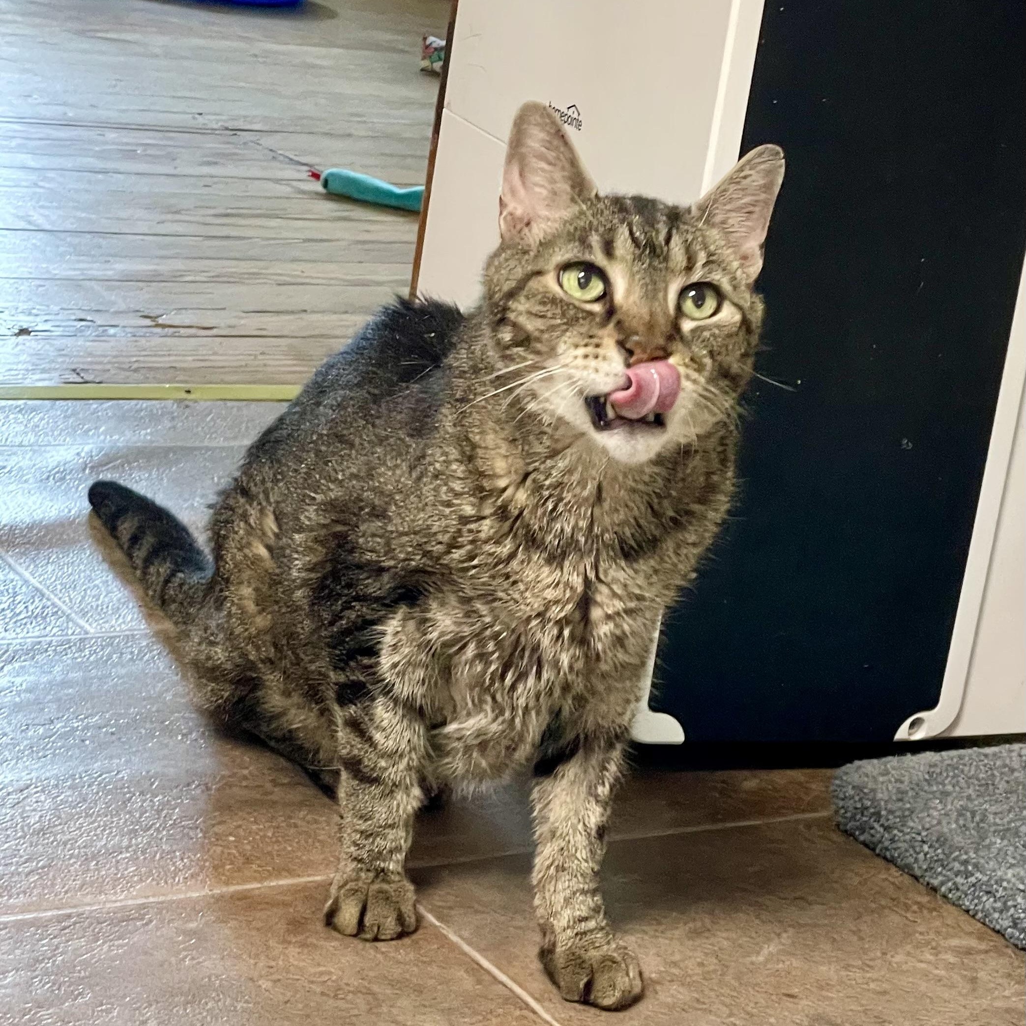 Enlarge Bowie, a Adoptable Domestic Short Hair in Queenstown, MD image 4/5