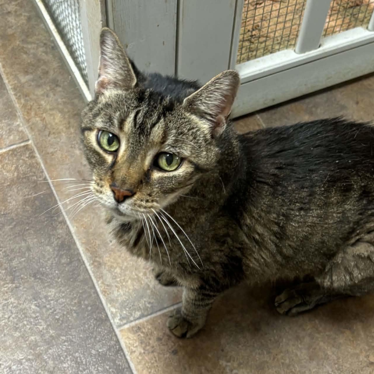 Bowie, Adoptable, Senior Male Domestic Short Hair.