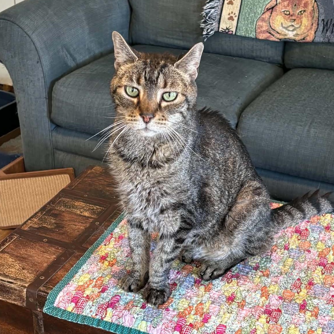 Bowie, ADOPTABLE, Senior Male Domestic Short Hair.