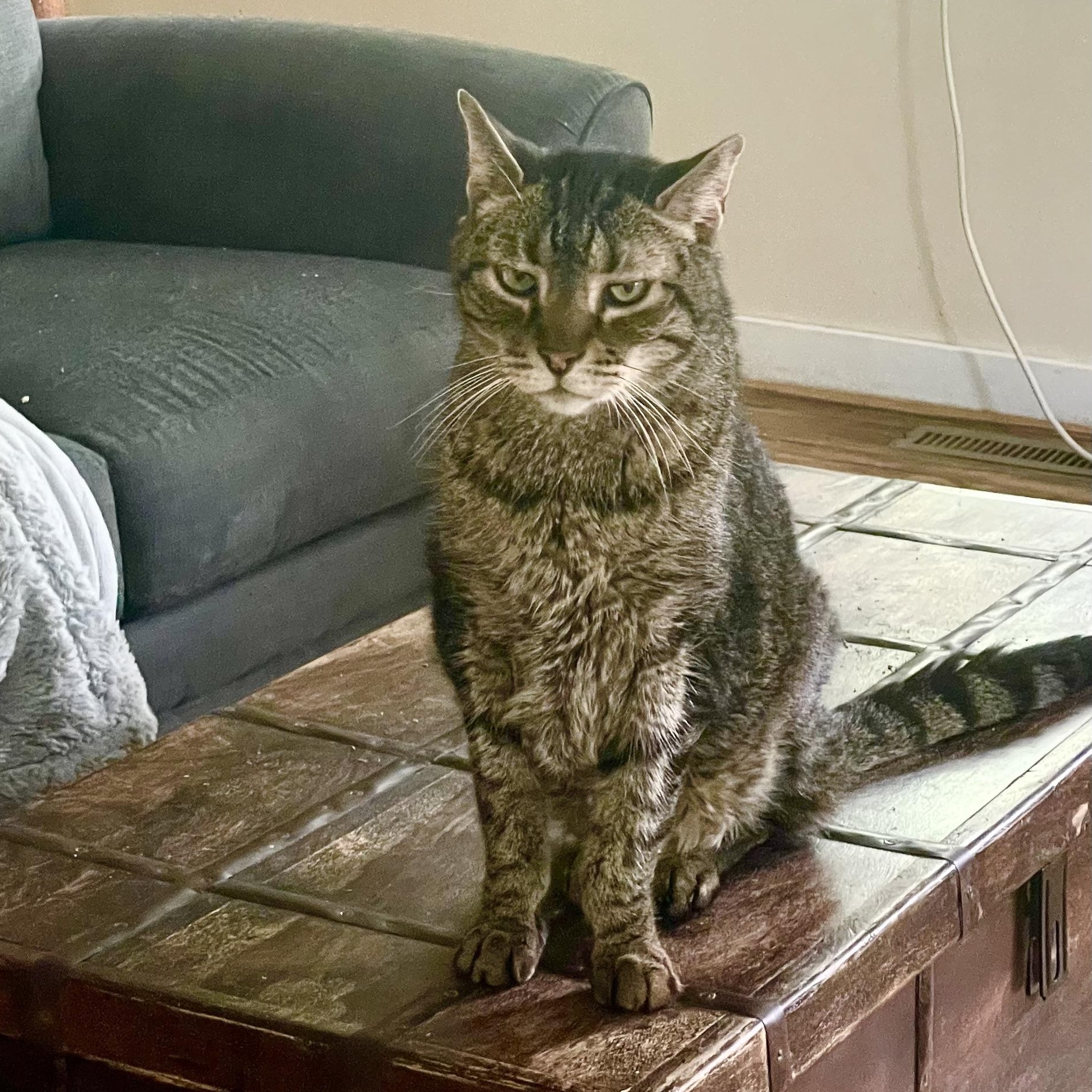 Bowie, a ADOPTABLE Domestic Short Hair in Queenstown, MD image 2/3