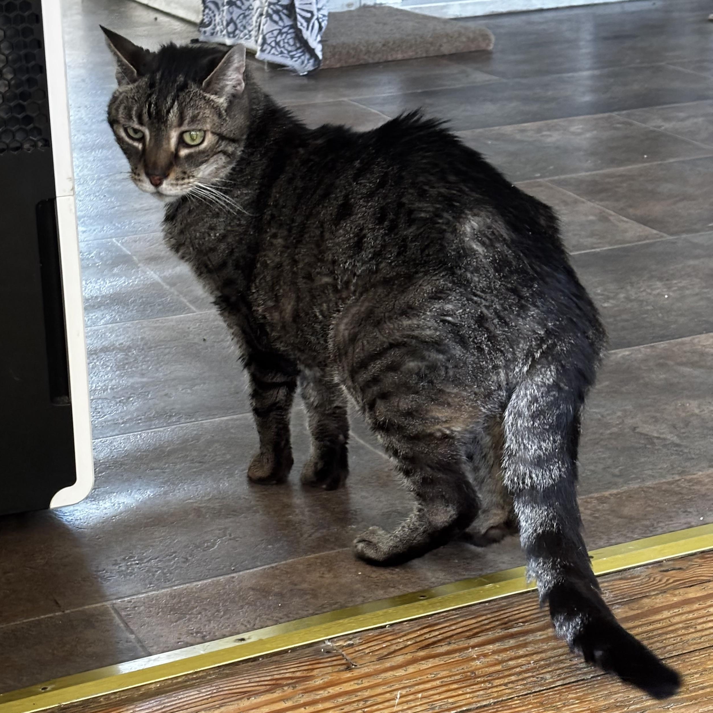 Bowie, a ADOPTABLE Domestic Short Hair in Queenstown, MD image 3/3