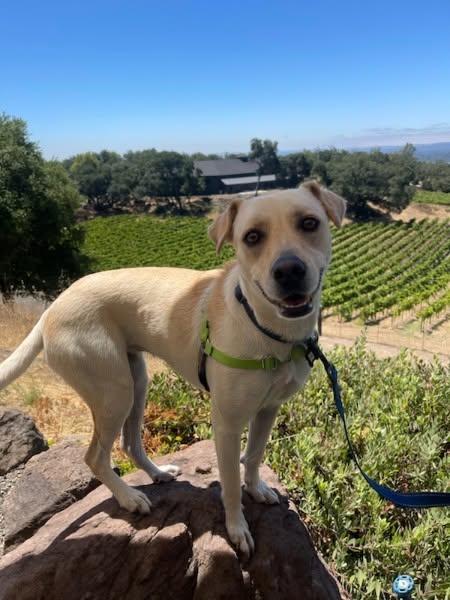 Zara, a ADOPTABLE mixed breed in Santa Rosa, CA image 6/6