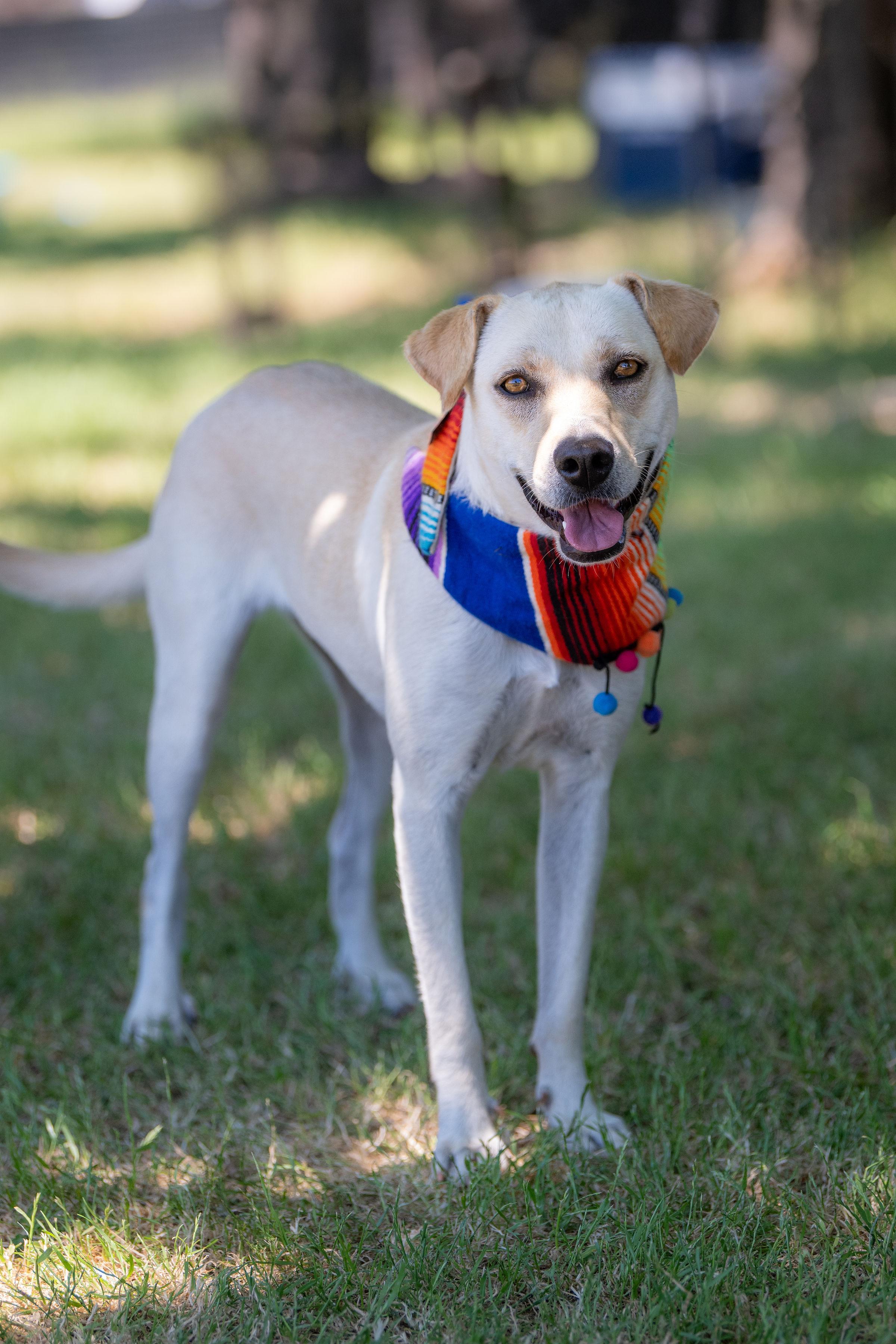 Zara, a ADOPTABLE mixed breed in Santa Rosa, CA image 4/6