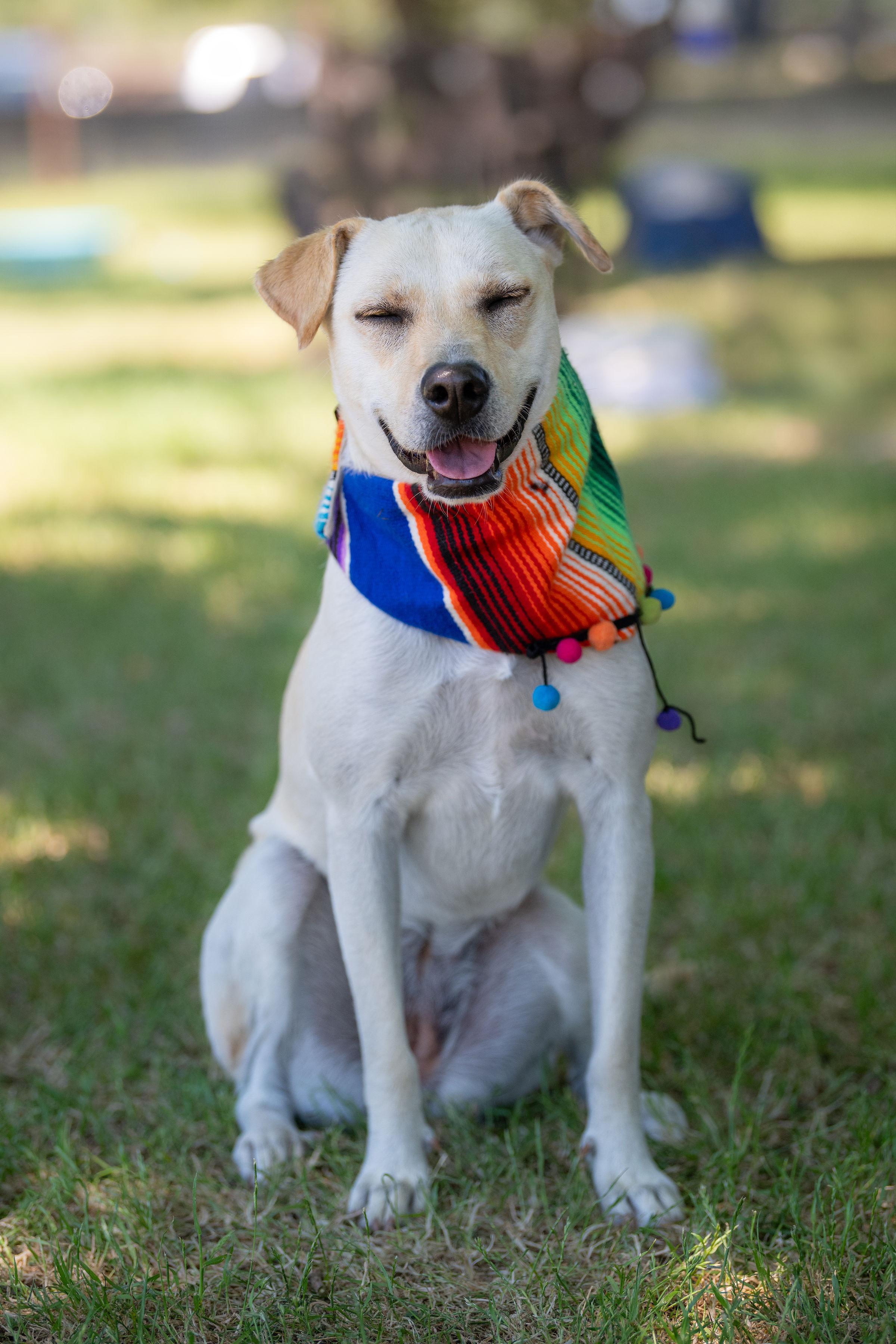 Zara, a ADOPTABLE mixed breed in Santa Rosa, CA image 3/6