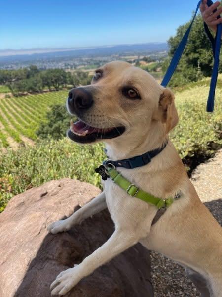 Zara, a ADOPTABLE mixed breed in Santa Rosa, CA image 1/6