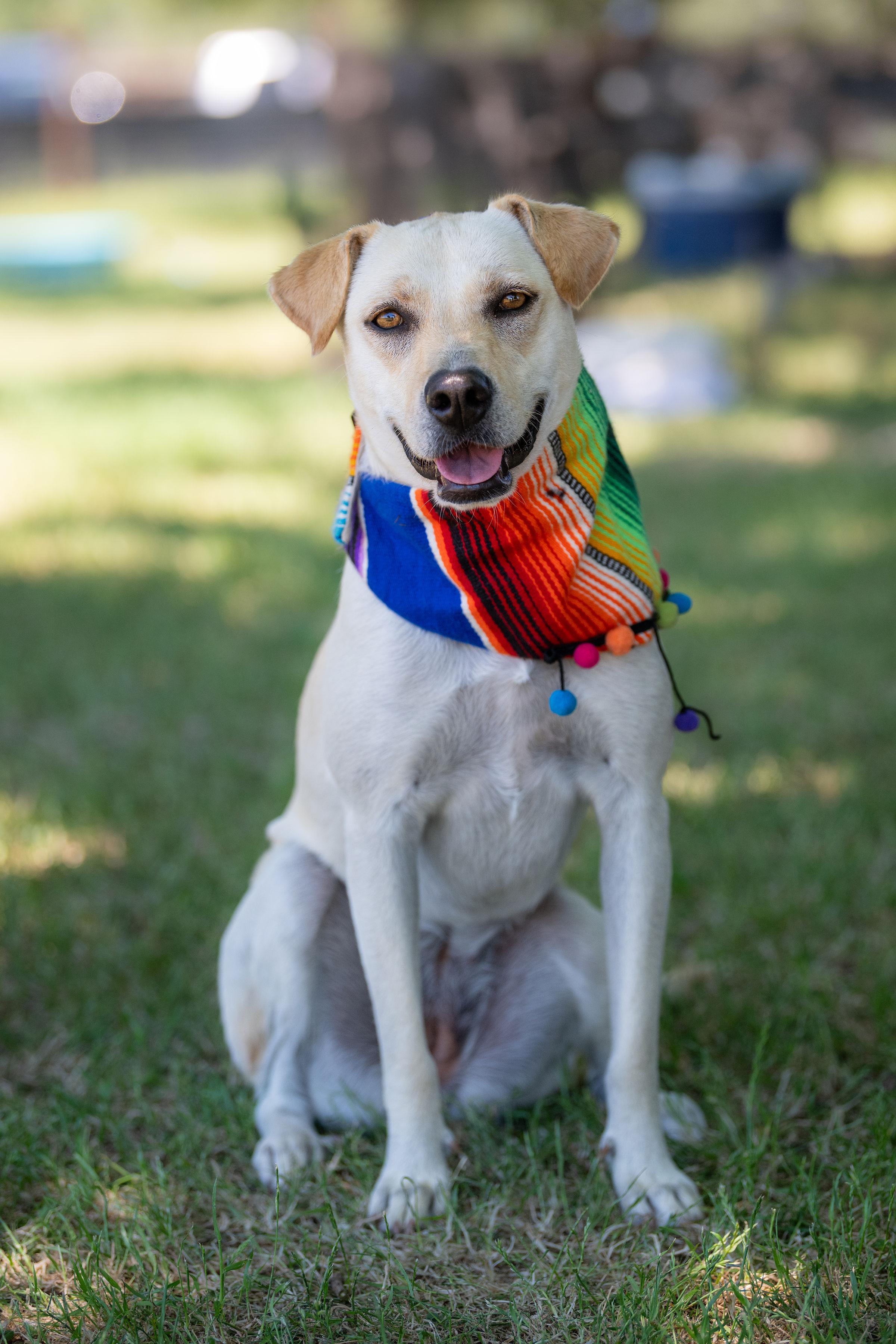 Zara, a ADOPTABLE mixed breed in Santa Rosa, CA image 2/6