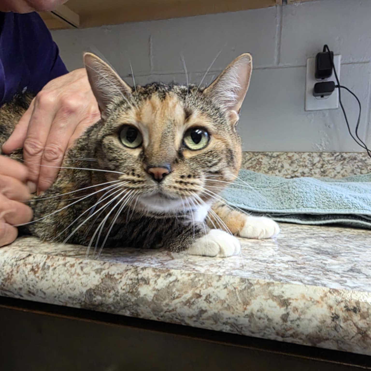 Bebe, a Adoptable Domestic Short Hair in Umatilla, FL image 4/5