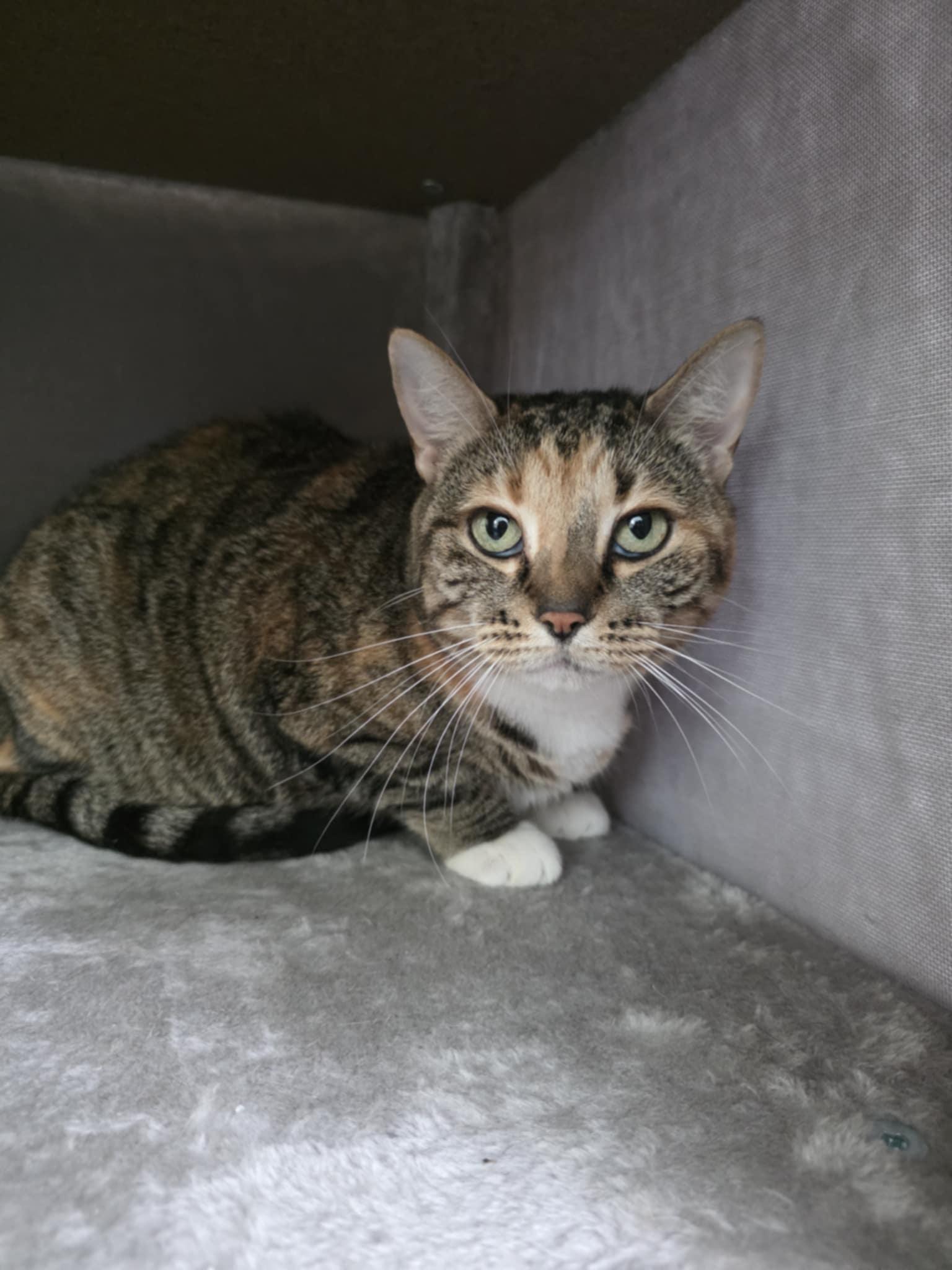 Bebe, a Adoptable Domestic Short Hair in Umatilla, FL image 5/5