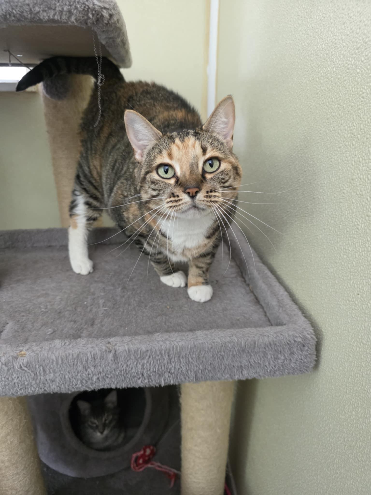 Bebe, Adoptable, Adult Female Domestic Short Hair.