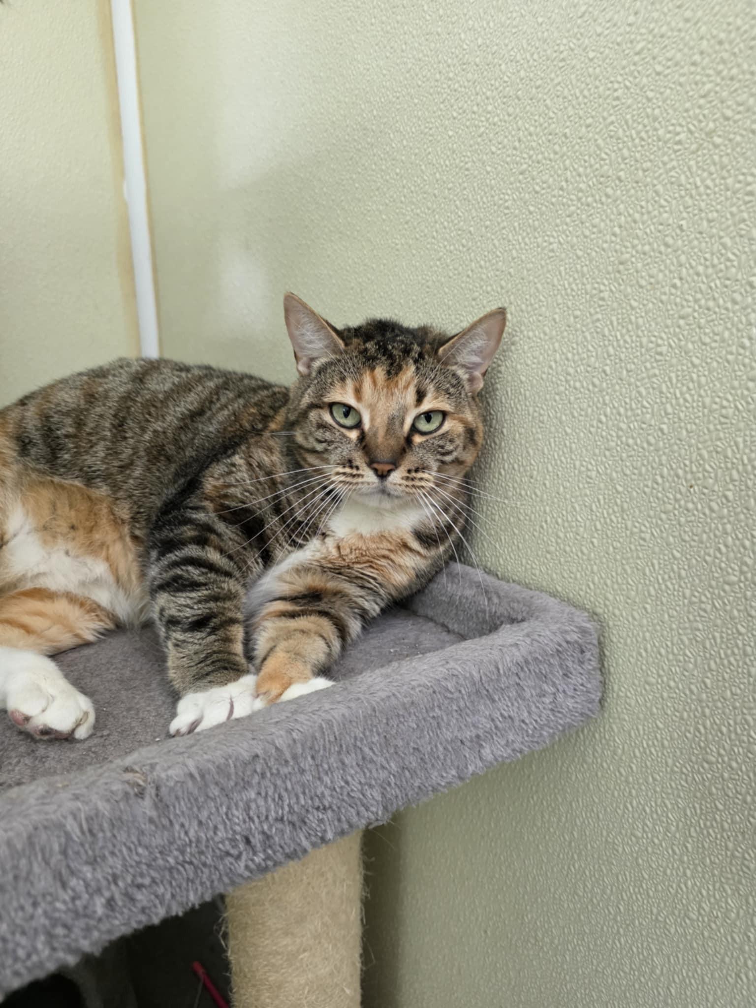 Bebe, a Adoptable Domestic Short Hair in Umatilla, FL image 2/5
