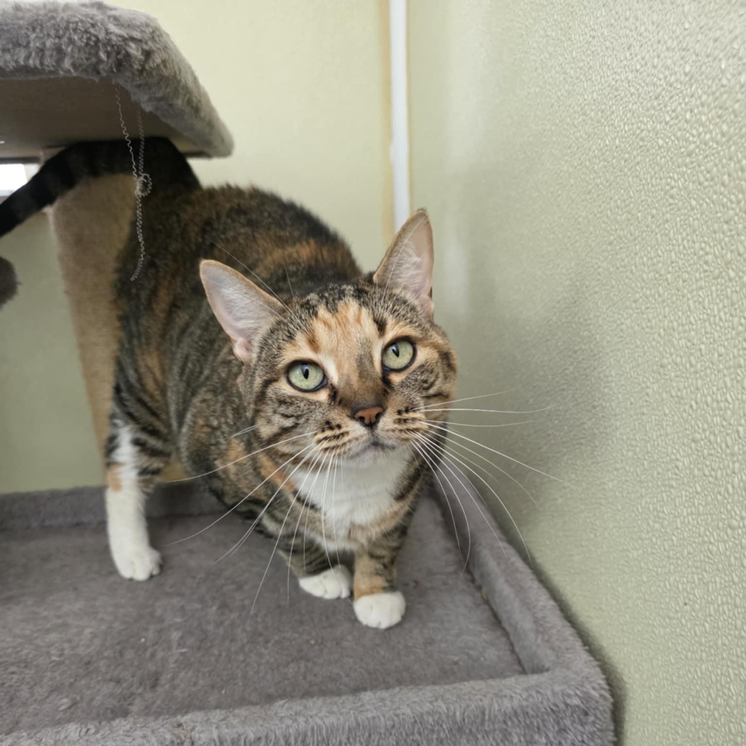 Bebe, a Adoptable Domestic Short Hair in Umatilla, FL image 3/5