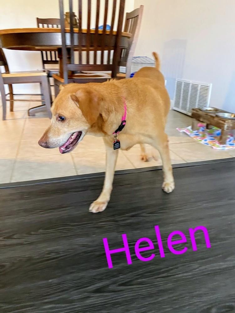 Enlarge Helen, a Adopted mixed breed in Palatine, IL image 1/1
