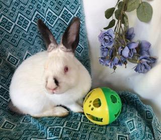 Corundum, a Adoptable Himalayan image 5/6