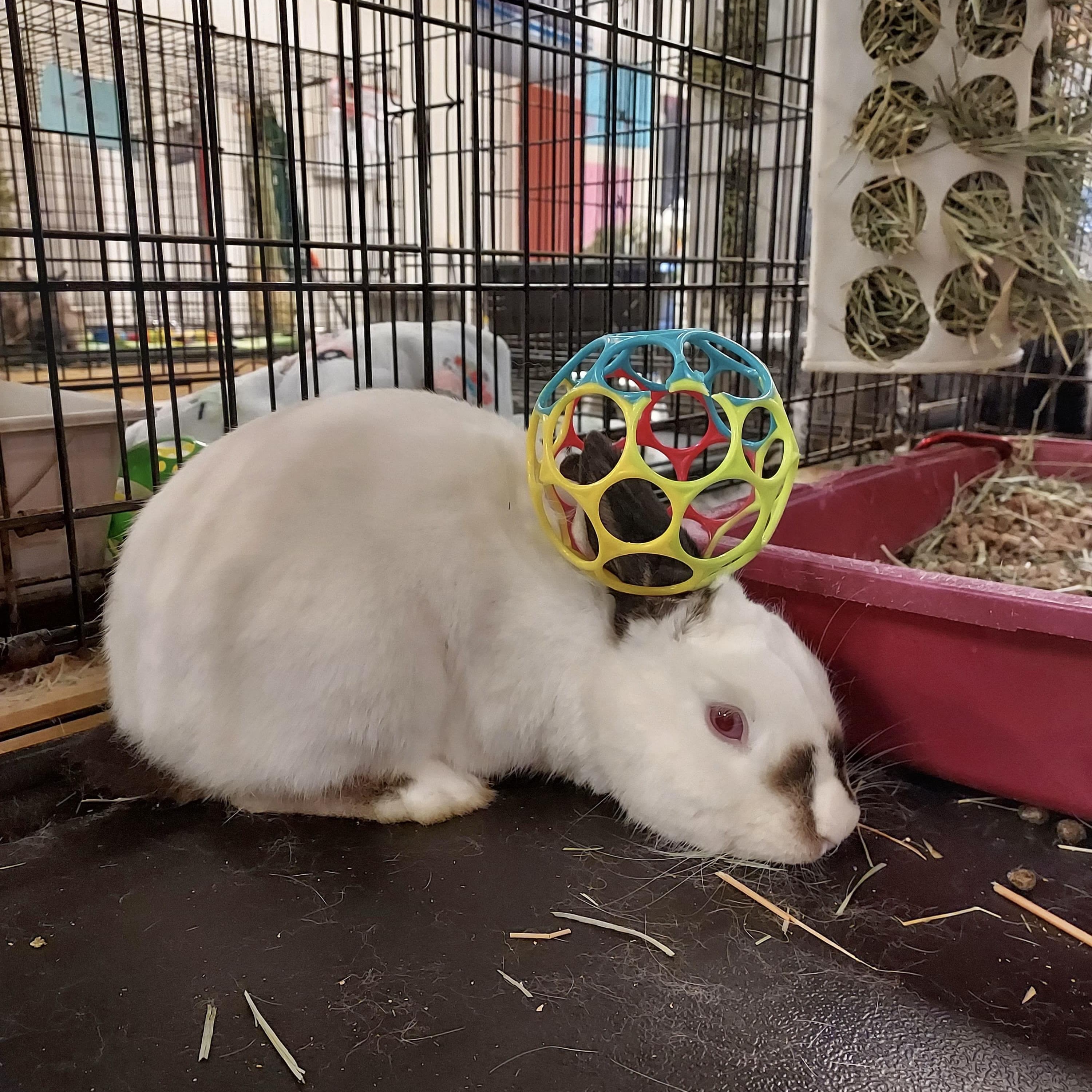 Corundum, a Adoptable Himalayan in Oakland, CA image 5/6