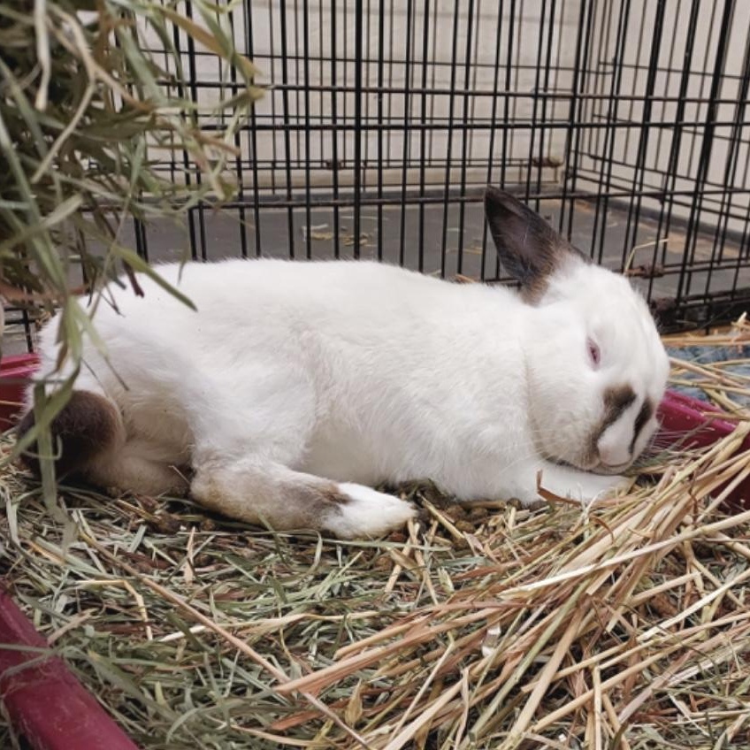 Corundum, a Adoptable Himalayan in Oakland, CA image 6/6
