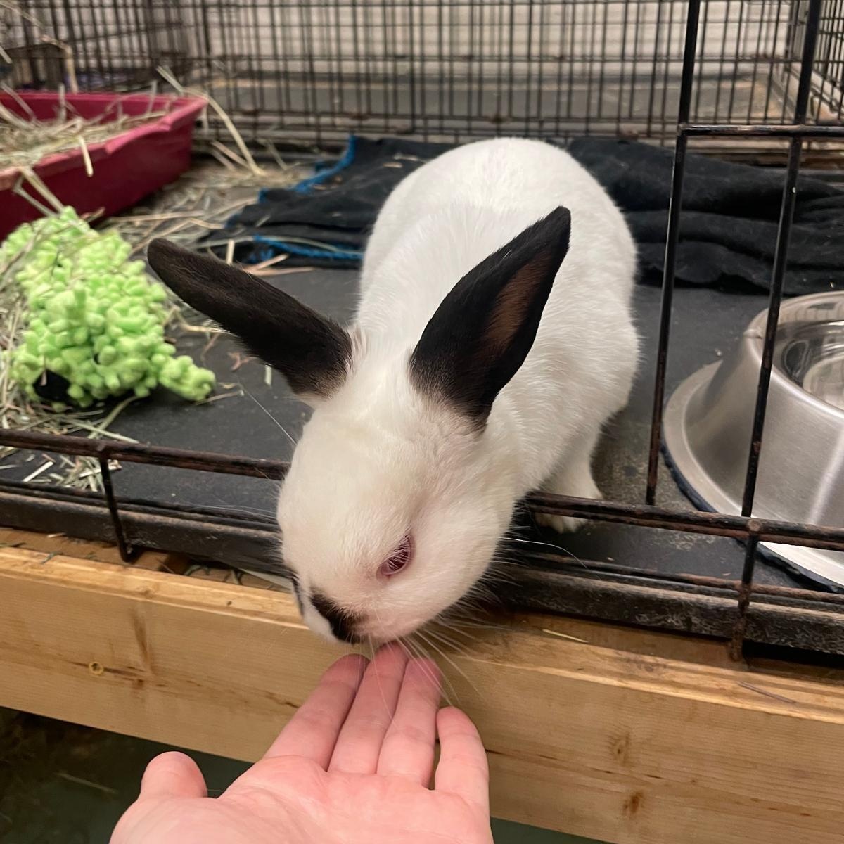 Corundum, a Adoptable Himalayan image 2/6