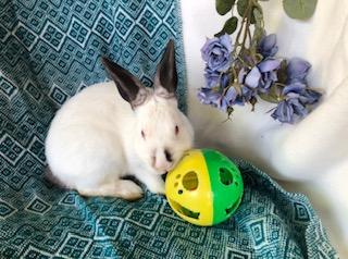 Corundum, a Adoptable Himalayan image 3/6