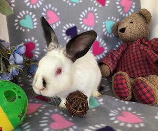 Corundum, a Adoptable Himalayan image 1/6