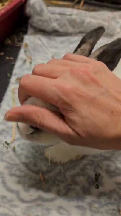 Enlarge Corundum, a Adoptable Himalayan video 6/6